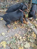 Pink, a female Doberman Pinscher for sale in Mansfield, OH – 5 of 10
