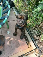 Petunia , a female Doberman Pinscher and Cane Corso for sale in Ontario, OH – 3 of 10