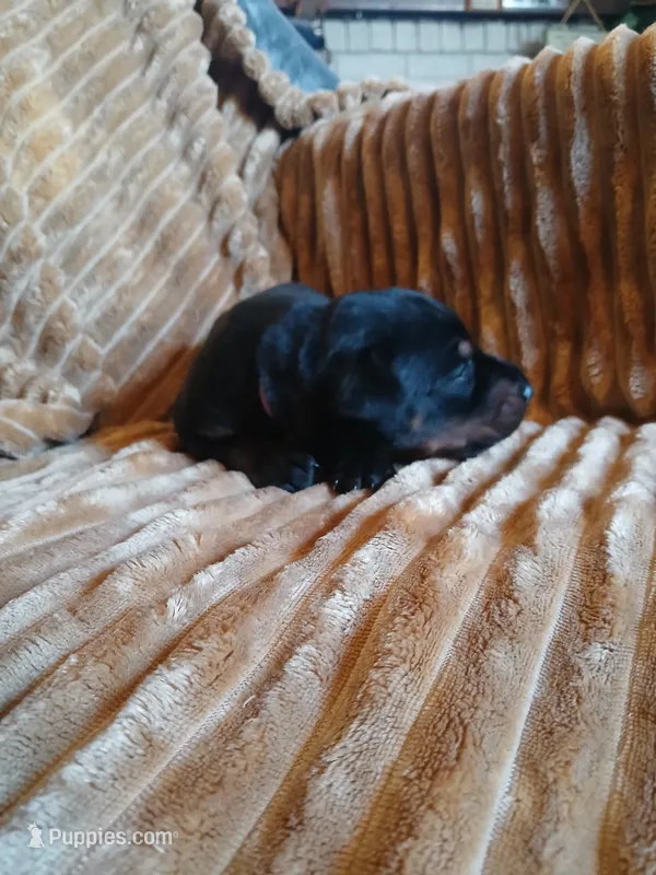 Baby Bi – Doberman Pinscher puppy for sale in Ontario, OH
