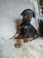 Uber- full Euro, a male Doberman Pinscher for sale in Erie, PA – 4 of 9