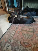 🔥Penny POTTY TRAINED , a female Doberman Pinscher and Cane Corso for sale in Mansfield, OH – 5 of 10