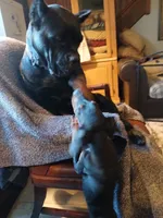 GORGEOUS Euro girl  "Baby Bi"🥰, a female Doberman Pinscher for sale in Mansfield, OH – 8 of 10