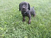 Chip🍪🪽, a male Doberman Pinscher and Cane Corso for sale in Ontario, OH – 2 of 10