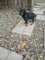 AKC blk&rust 1, a male Doberman Pinscher for sale in Mansfield, OH – 6 of 10