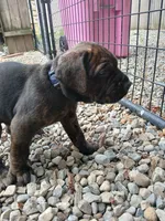 Mister , a male Doberman Pinscher and Cane Corso for sale in Ontario, OH – 4 of 10