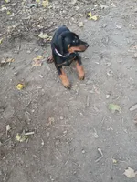 Purple , a female Doberman Pinscher for sale in Mansfield, OH – 9 of 10