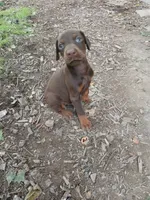 Red boy 1 AKC, a male Doberman Pinscher for sale in Mansfield, OH – 4 of 10