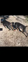 Dash Full Euro , a male Doberman Pinscher for sale in Mansfield, OH – 3 of 9