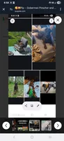 🔥Penny POTTY TRAINED , a female Doberman Pinscher and Cane Corso for sale in Mansfield, OH – 8 of 10