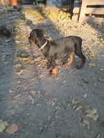Pink, a female Doberman Pinscher for sale in Mansfield, OH – 2 of 10