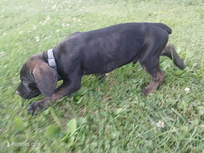 Chips Ahoy🍪 – Doberman Pinscher, Cane Corso puppy for sale in Ontario, OH