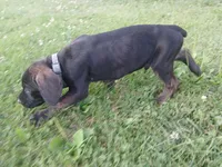 Chip🍪🪽, a male Doberman Pinscher and Cane Corso for sale in Ontario, OH – 1 of 10