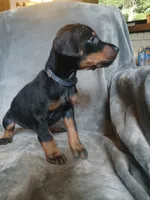 Uber- full Euro, a male Doberman Pinscher for sale in Erie, PA – 5 of 9