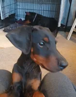GORGEOUS Euro girl  "Baby Bi"🥰, a female Doberman Pinscher for sale in Mansfield, OH – 4 of 10