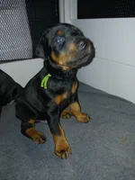 Jolly green Giant, a male Doberman Pinscher for sale in Ontario, OH – Photo 1 of 8