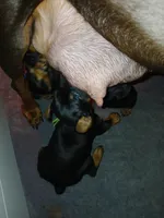 Jolly green Giant, a male Doberman Pinscher for sale in Ontario, OH – Photo 5 of 8