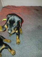 Jolly green Giant, a male Doberman Pinscher for sale in Ontario, OH – Photo 2 of 8