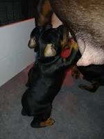 Jolly green Giant, a male Doberman Pinscher for sale in Ontario, OH – Photo 6 of 8