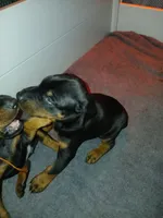 Jolly green Giant, a male Doberman Pinscher for sale in Ontario, OH – Photo 4 of 8