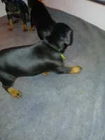 Jolly green Giant, a male Doberman Pinscher for sale in Ontario, OH – Photo 3 of 8