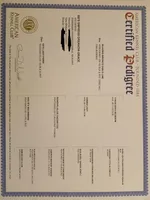 Jolly green Giant, a male Doberman Pinscher for sale in Ontario, OH – Photo 8 of 8