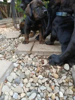 Mister , a male Doberman Pinscher and Cane Corso for sale in Ontario, OH – 5 of 10