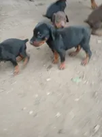 AKC blk&rust 1, a male Doberman Pinscher for sale in Mansfield, OH – 2 of 10
