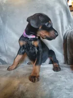 Euro Baby Bi, a female Doberman Pinscher for sale in Ontario, OH – 4 of 8