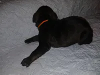 Boy 3, a male Doberman Pinscher and Cane Corso for sale in Ontario, OH – 3 of 9
