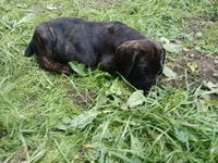 Chill, a male Doberman Pinscher and Cane Corso for sale in Ontario, OH – 4 of 10