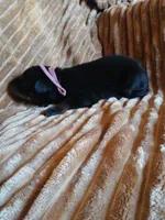 Baby Bi, a female Doberman Pinscher for sale in Ontario, OH – 3 of 4