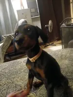 Full Euro female "Baby Bi", a female Doberman Pinscher for sale in Mansfield, OH – 7 of 9