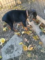 Pink, a female Doberman Pinscher for sale in Mansfield, OH – 10 of 10