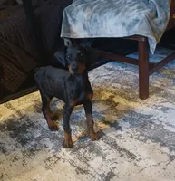 GORGEOUS Euro girl  "Baby Bi"🥰, a female Doberman Pinscher for sale in Mansfield, OH – 5 of 10