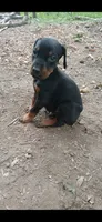 Blk&rust AKC, a male Doberman Pinscher for sale in Mansfield, OH – 3 of 10
