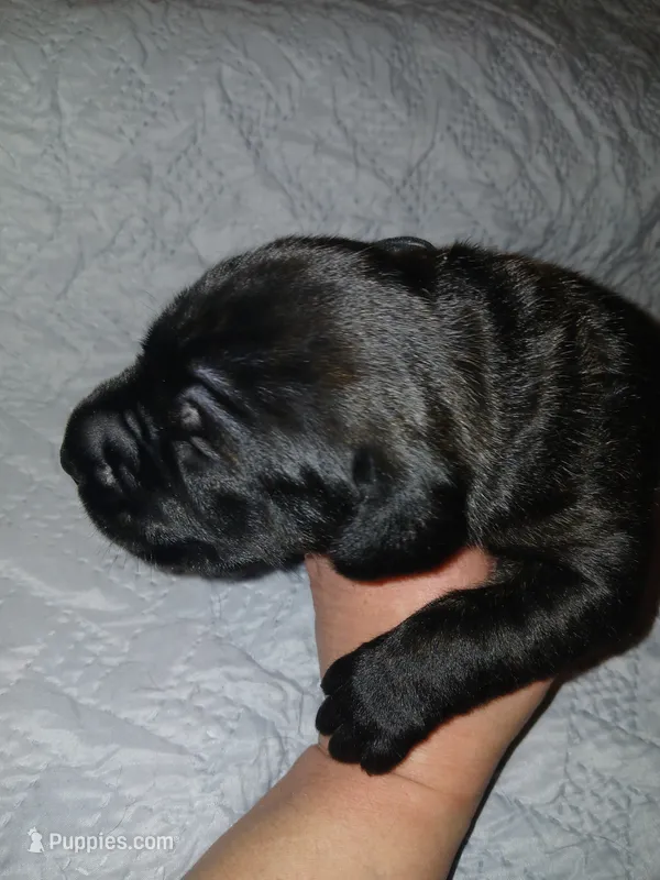 Boy 4 – Doberman Pinscher, Cane Corso puppy for sale in Ontario, OH