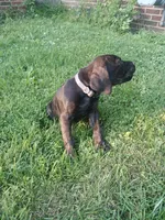 Chip🍪🪽, a male Doberman Pinscher and Cane Corso for sale in Ontario, OH – 3 of 10