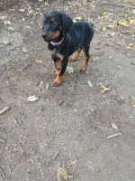 Purple , a female Doberman Pinscher for sale in Mansfield, OH – 2 of 10