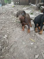 Red boy 1 AKC, a male Doberman Pinscher for sale in Mansfield, OH – 3 of 10