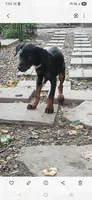 Full Euro female "Baby Bi", a female Doberman Pinscher for sale in Mansfield, OH – 4 of 9