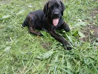 Chill, a male Doberman Pinscher and Cane Corso for sale in Ontario, OH – 6 of 10