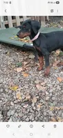 Full Euro female "Baby Bi", a female Doberman Pinscher for sale in Mansfield, OH – 6 of 9