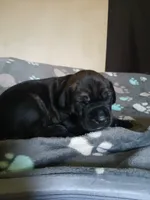 Girl 1, a female Doberman Pinscher and Cane Corso for sale in Ontario, OH – 6 of 10