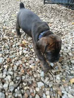 Mister , a male Doberman Pinscher and Cane Corso for sale in Ontario, OH – 3 of 10
