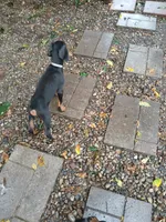 Full Euro pup "Amazon", a male Doberman Pinscher for sale in Mansfield, OH – 4 of 10