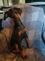 GORGEOUS Euro girl  "Baby Bi"🥰, a female Doberman Pinscher for sale in Mansfield, OH – 2 of 10
