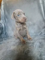 Etsy, a female Doberman Pinscher for sale in Ontario, OH – 3 of 8
