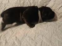 Boy 1, a male Doberman Pinscher and Cane Corso for sale in Ontario, OH – 2 of 9