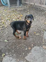 Pink, a female Doberman Pinscher for sale in Mansfield, OH – 9 of 10