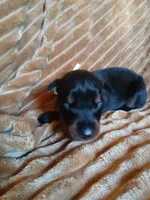 Uber- full Euro, a male Doberman Pinscher for sale in Ontario, OH – 3 of 4